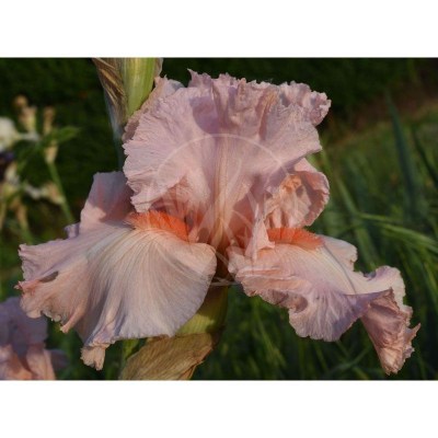 Happenstance DSC_0238UPR